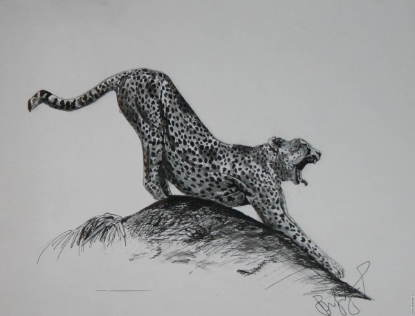 Гепард эскиз