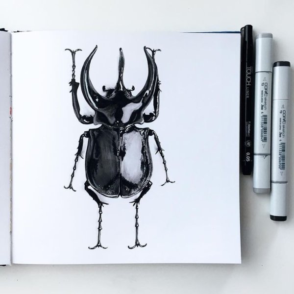 Жук маркерами