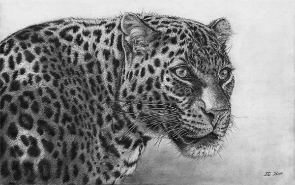 Леопард рисунок карандашом