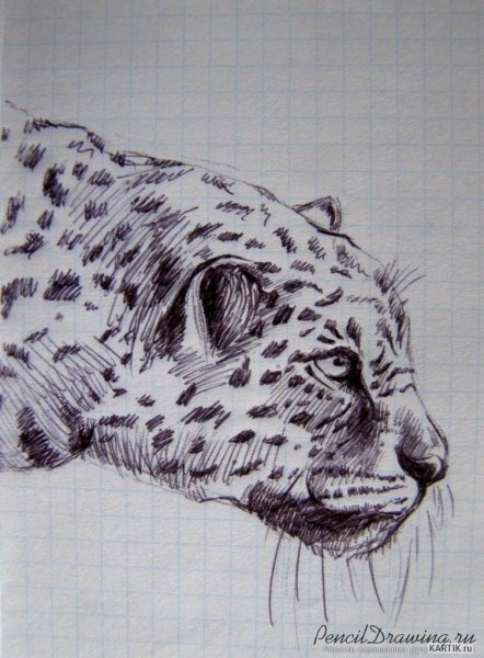 Леопард набросок