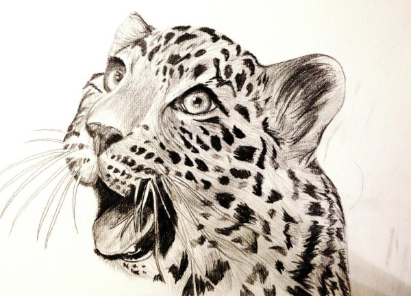 Леопард в графике