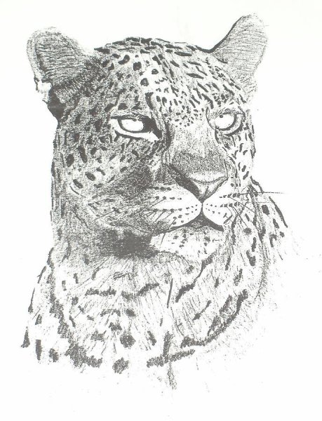 Нарисовать леопарда карандашом