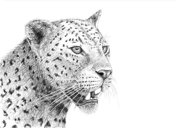 Леопард скетч