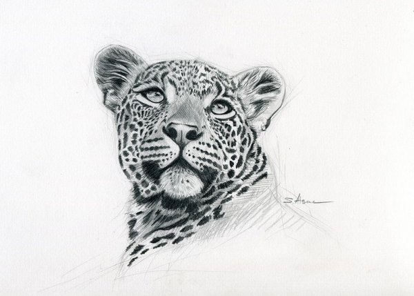 Леопард эскиз