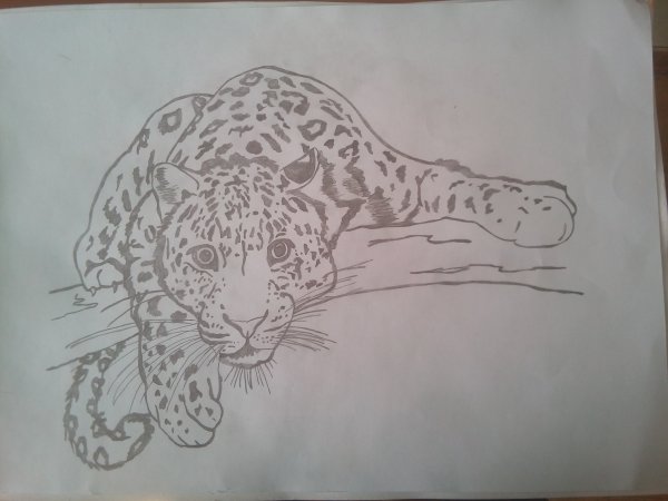 Леопард Дальневосточный (Амурский) карандашом