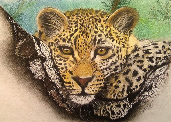 Глаз леопарда рисунок