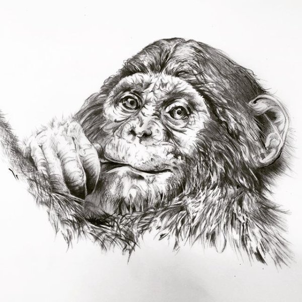 Обезьяна эскиз