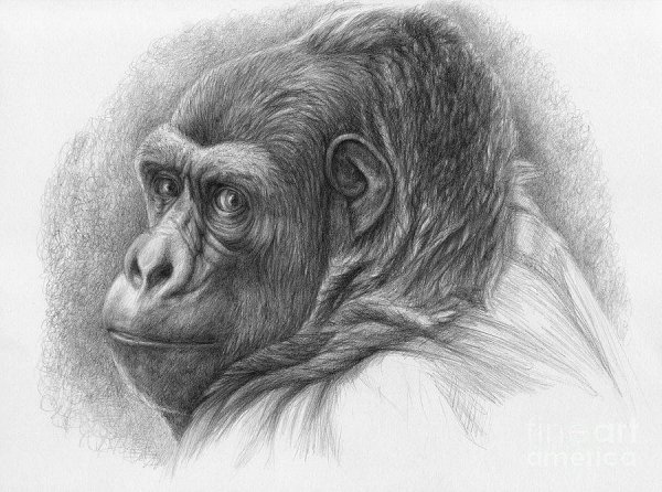 Обезьяна рисунок карандашом