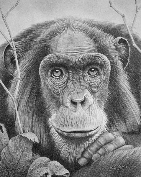 Обезьяна цветными карандашами