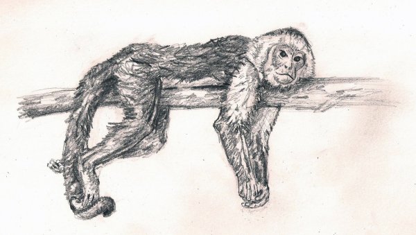 Обезьяна набросок
