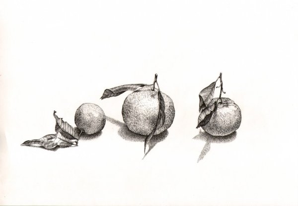 Мандарин набросок