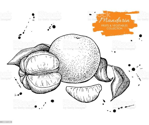 Графика чёрной ручкой мандарины