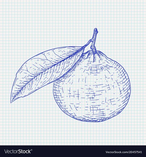 Листик мандарина нарисова