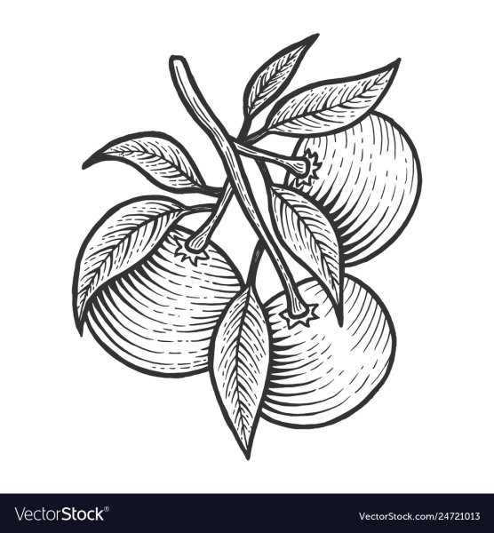 Скетчинг мандарины