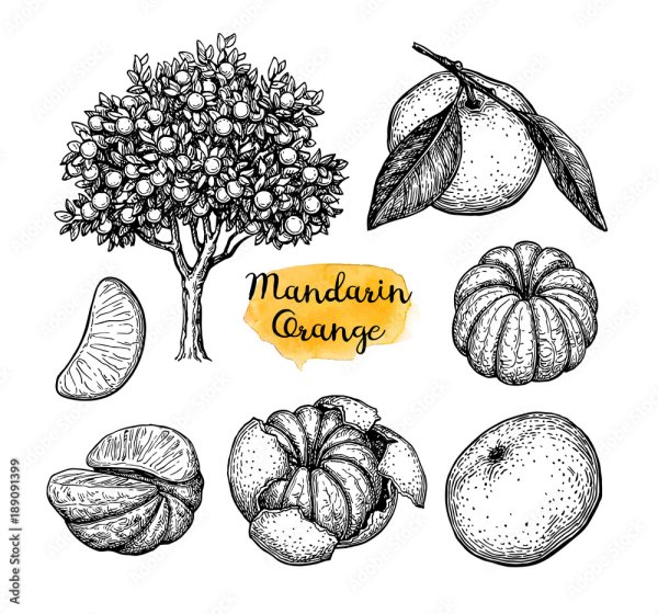 Апельсин для рисования