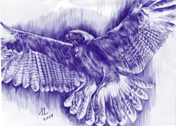Орел нарисованный синей ручкой