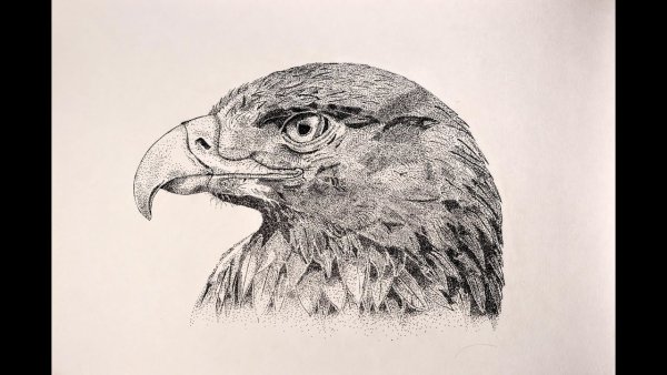 Нарисовать орла карандашом