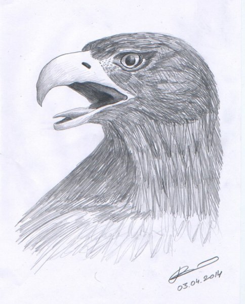 Орел рисунок прикольный