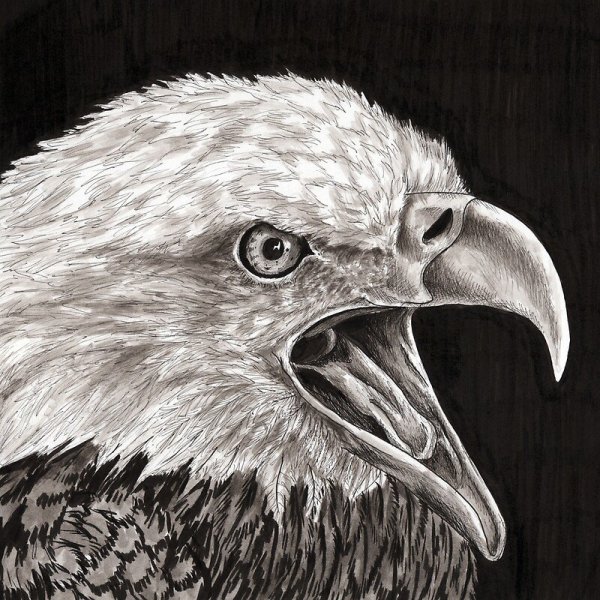 Эскизы Орлов