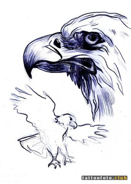 Голова орла карандашом