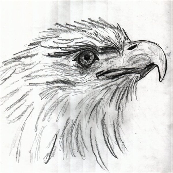 Орел эскиз
