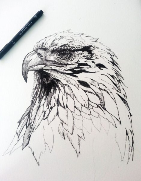 Рисование орла гелевая ручка