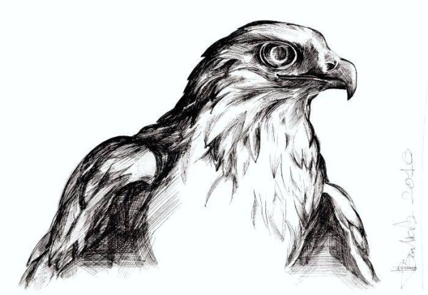 Орел рисунок