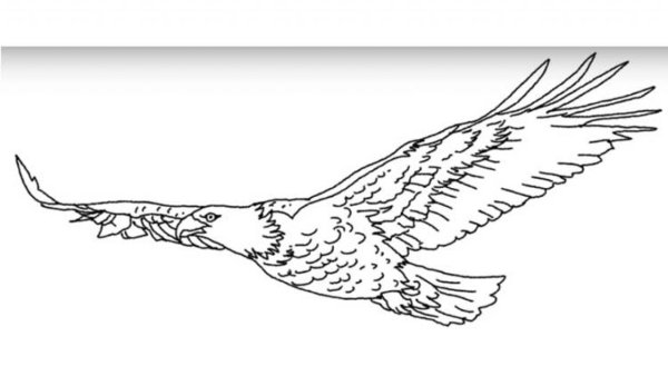 Голова орла тату