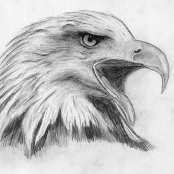 Орел карандашом