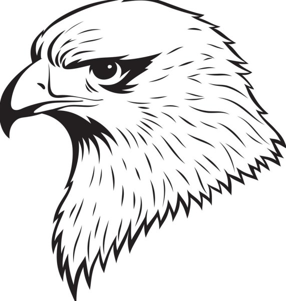 Орел карандашом