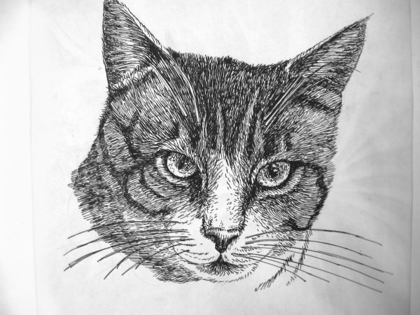 Рисунки котиков