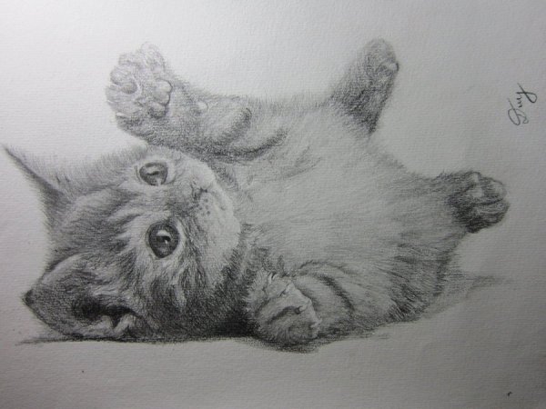 Котёнок рисунок карандашом