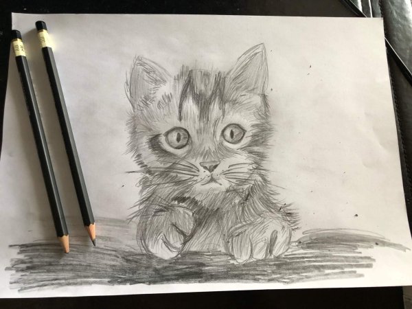 Рисунки котов карандашом прикольные