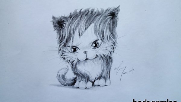 Милые котята рисунки карандашом