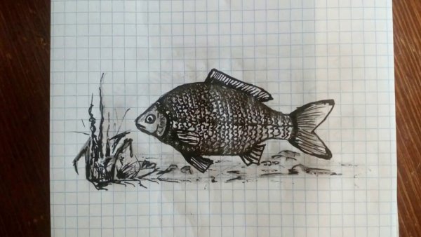 Карась рисунок карандашом