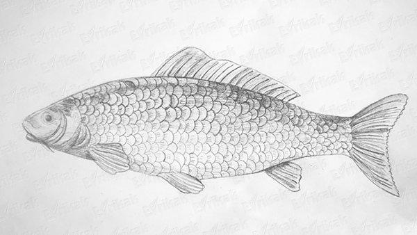 Рыбка рисунок карандашом