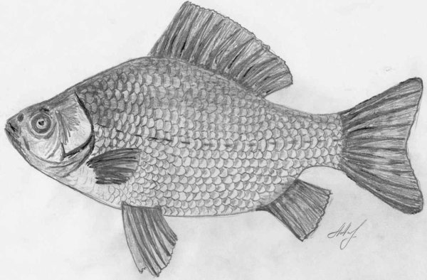 Карп рисунок