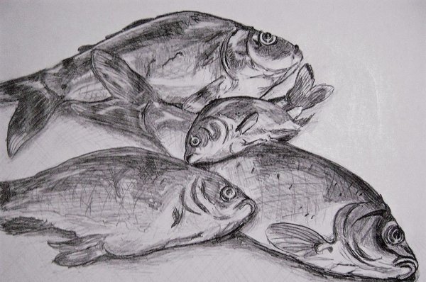 Рисунок карася для срисовки