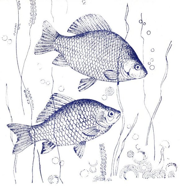 Раскраска рыбы речные карась