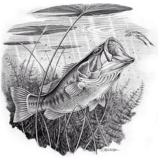 Рыба для срисовки