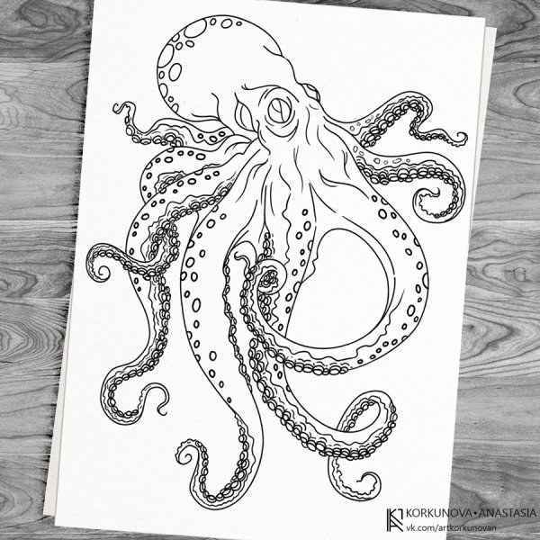 Осьминог в графике