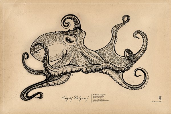 Octopus vulgaris рисунок