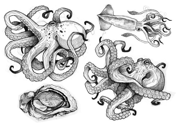 Осьминог скетч