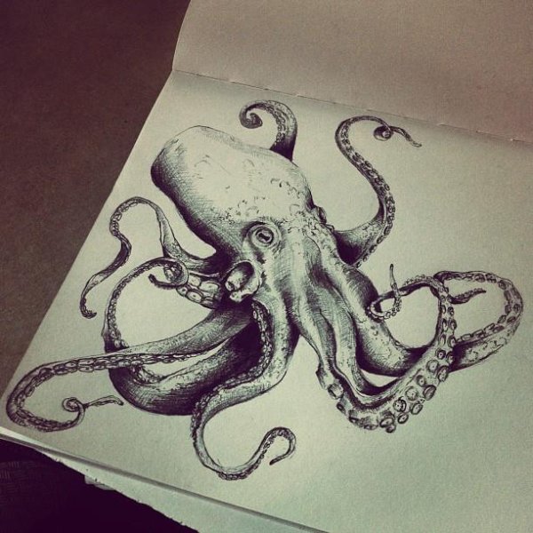 Осьминог скетчинг