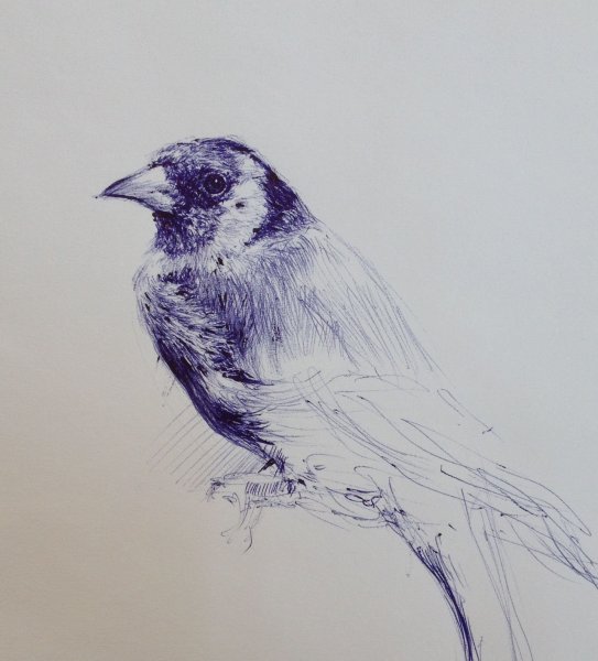 Наброски птиц