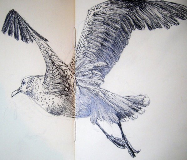 Чайка Графика