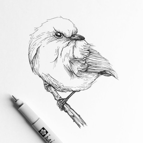 Наброски птиц ручкой
