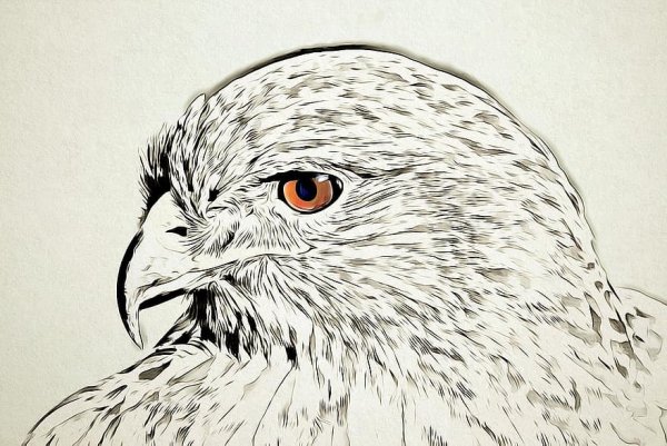Голова орла ручкой