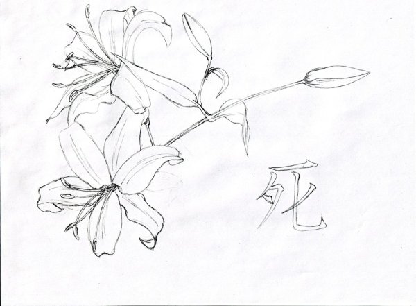 Скетч Лилия карандашом