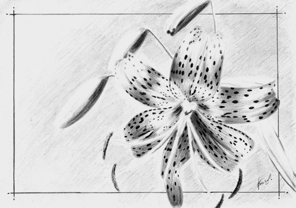 Лилии рисунок карандашом